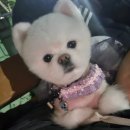 예쁘다 펫살롱 | 예쁘다펫살롱 강아지목욕 얼굴가위컷 후기