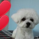 멍이가 웃통벗는날 이미지