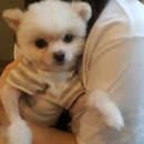 퍼펫 애견카페 이미지