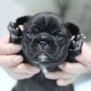 제이제이(JJ) 이미지
