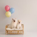 단골가개 | 울산강아지사진 울산 반려견동반사진관 울산애견사진 [찬란한시절스튜디오]