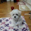 평촌나무동물병원 이미지