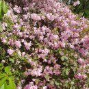 죽산박씨 문헌공파 묘역(박원형, 박안성, 박지영 묘) 이미지