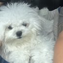 멍블리펫뷰티 이미지