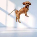 도그니엘 이미지