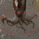 한치로1 이미지