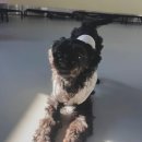 마이리틀메이트 이미지