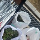 지엠대우와 함께 환경정화활동 이미지