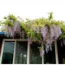 고려동 회관 이미지