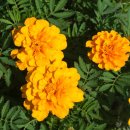 가든키친(Garden Kitchen) 이미지