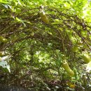 살구정이 이미지