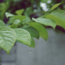 새로우니