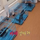 카페 수달 이미지