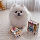 디어포우 이미지