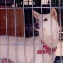 백구로-1 이미지