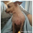 써리 독 이미지