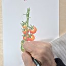 보테니컬아트(색연필그림) | 작약 완성작/보태니컬아트/색연필꽃그림/부천화실