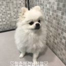 온양애견미용 네이버블로그