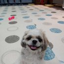 뉴욕도그랜드 이미지