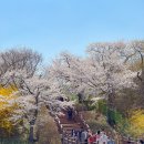 보문호반길 | 경주 보문단지 벚꽃 개화시기 CCTV 보문정 보문호반길 주차장