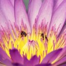 프랜치캣풀빌라펜션 이미지