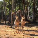 라티아라 | 2026.123