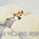 마콘도턴 이미지