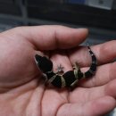 렙타일베이 Reptilebay 네이버블로그