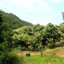 사자산농촌체험휴양마을 | 충남 청양군 운곡면 신대리 사자산 농산물 직거래 &amp; 체험 휴양마을 탐방