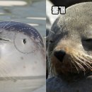 물개 이미지