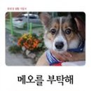 메오메오 이미지