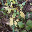 살구정이 이미지