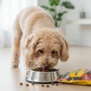 델리쿡 | [공지] 델리쿡 헬씨부스터 사용후기