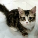 냥린이네 이미지