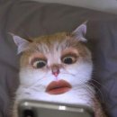링키지 이미지