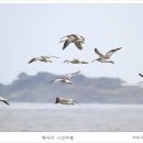 도요새