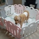 레오랜드 이미지