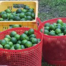 진표농장 이미지