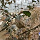 영란농장 이미지