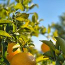 스테이 어 리틀 롱거 | 숙소] 제주 단체, 워크샵 숙소 추천 | 서귀포 스테이어리를롱거 | 화장실 7개 | 복층 독채 펜션 | 방 별...