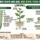 [2026EBS수특] 식물의 생장 이미지