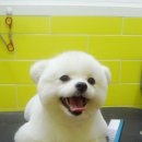 이뿌개 귀엽개 이미지