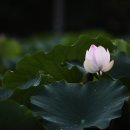 비실연꽃마을 이미지