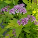 동화조경농원 이미지