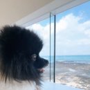 제주 애견 아가야 이미지