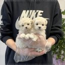 블리독수유점 고양이강아지분양 말티푸 미니비숑 포메라니안 | 부산 강아지분양 부산강아지분양 헬스독 애견입양 말티푸들포메라니안미니비숑 선택