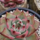 이정농장 이미지