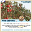 알토란사과체험마을 이미지