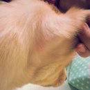 다사랑동물병원 이미지