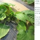 다올목장 이미지